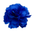 NiebieskiKwiat.png