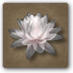 Plik:Kwiat lotosu.PNG