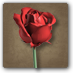 Plik:Róża.PNG