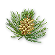 Yellowstone plants.png